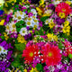 Floral Patterns for a Fresh Look Embrace Vibrancy