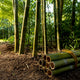 Managed bamboo grove with exposed soil