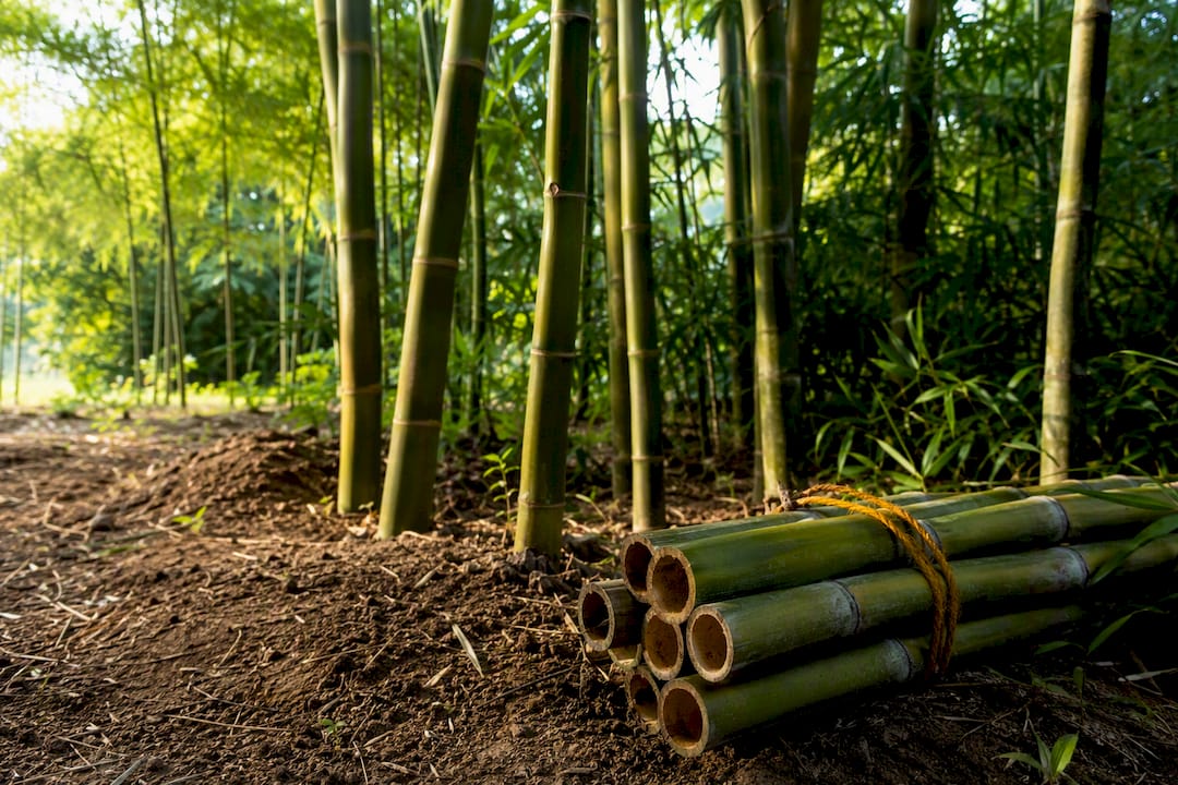 Managed bamboo grove with exposed soil