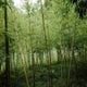 Eco-Friendly Bamboo Hemp Shirts for Stylish Comfort - Dan Flashes