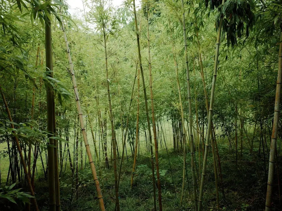 Eco-Friendly Bamboo Hemp Shirts for Stylish Comfort - Dan Flashes