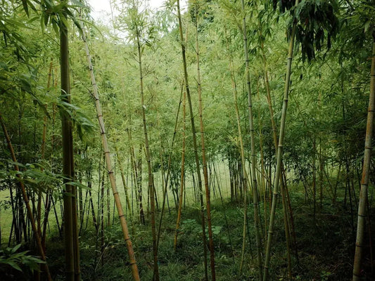 Eco-Friendly Bamboo Hemp Shirts for Stylish Comfort - Dan Flashes