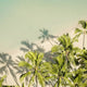 Elevate Your Laid-Back Look with Tropical Button-Ups - Dan Flashes