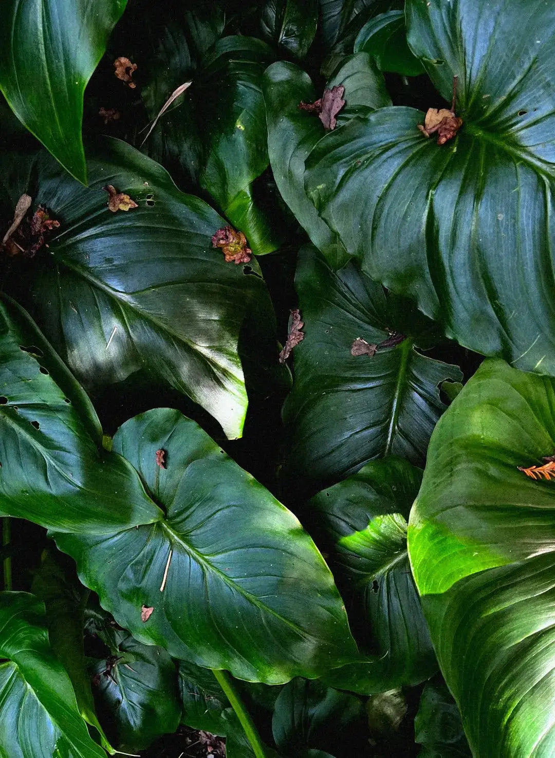 Elevate Your Summer Wardrobe with Tropical Leafy Prints - Dan Flashes