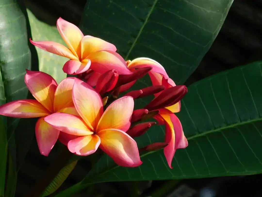 Embrace Tropical Vibes with Stylish Floral Shirts - Dan Flashes