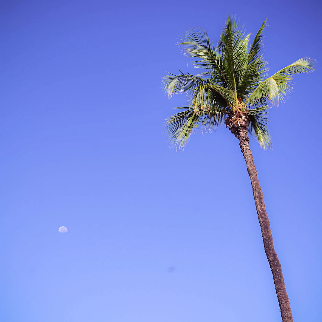 Where to Find the Best Hawaiian Shirts Online