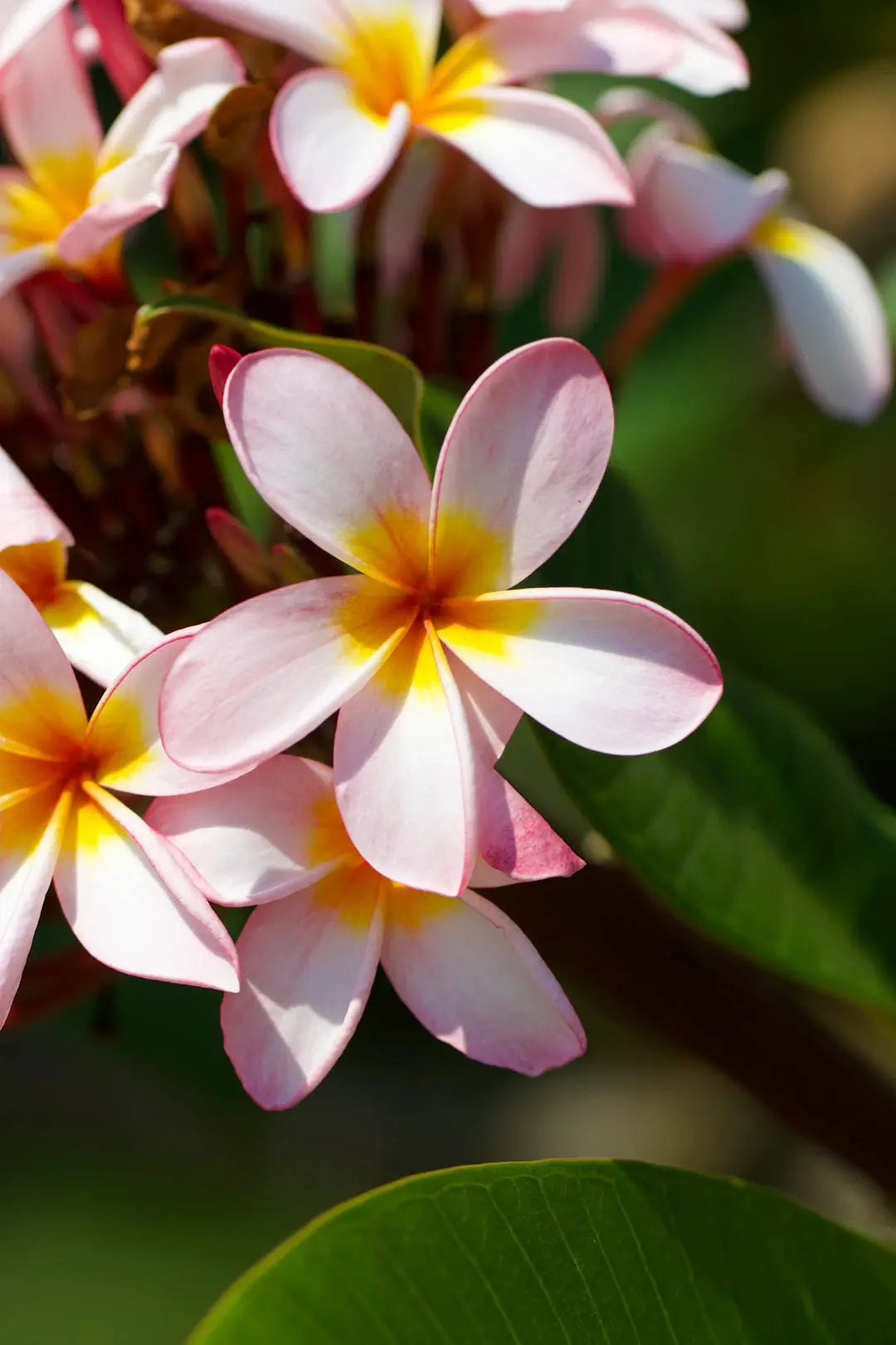 Elevate Your Wardrobe with Vibrant Floral Hawaiian Shirts