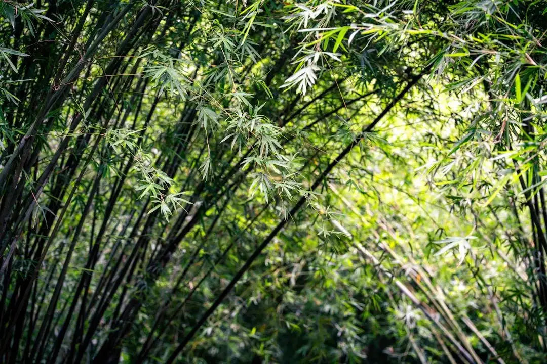 Stylish Bamboo Hemp Shirts for Eco-Conscious Fashion - Dan Flashes