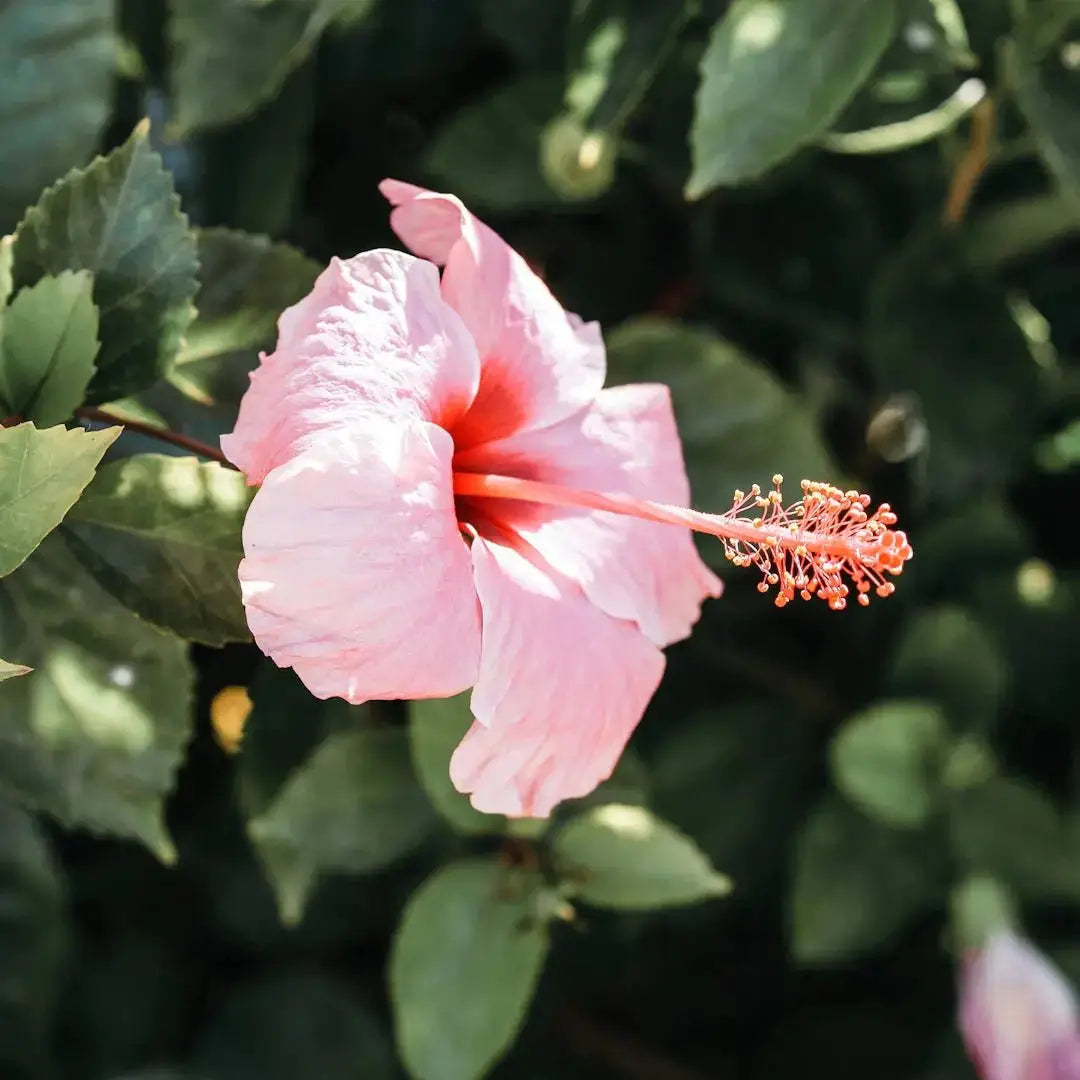 Your Ultimate Guide to Wearing Hawaiian Shirts in Hawaii - Dan Flashes